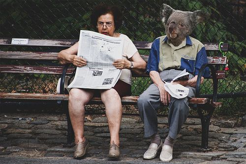Koala mit Chef auf der Bank