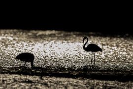 Pink flamingos (Phoenicopterus roseus)