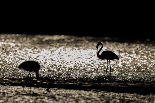Rosaflamingos (Phoenicopterus roseus) von Dirk Rüter