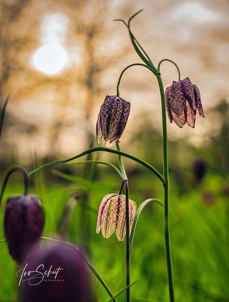 The Kievitsbloem. by Ivo Schut Fotografie