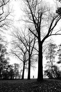 Hoge bomen