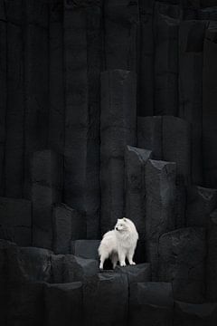 Samoyed Atlas in IJsland van Traveling dogs