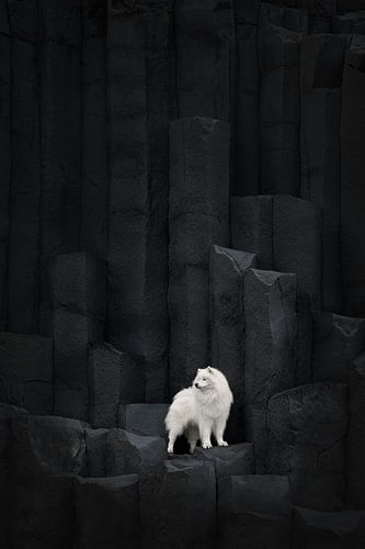 Samojeden-Atlas in Island