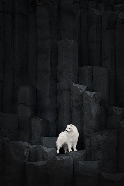 Samoyed Atlas in Iceland by Traveling dogs