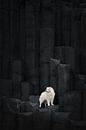 Samoyed Atlas in Iceland by Traveling dogs thumbnail