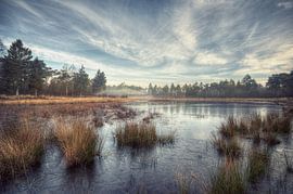 Frozen by Angelique Brunas