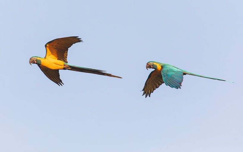 A pair of blue-throated macaws in flight by Lennart Verheuvel