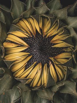 Dense sunflower by Adje Photography