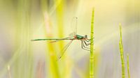 Common Armoured Damselfly in the green