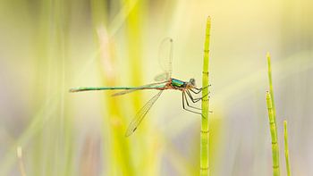 Panzerschopfflieger im Grünzeug