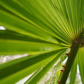 Palm leaf close-up sur Denise Mol