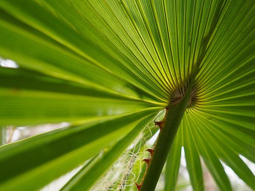 Palmblad close-up