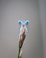 Gros plan sur les yeux d'une demoiselle (portrait)