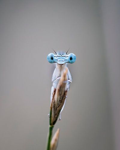 Nahaufnahme der Augen einer Quelljungfer (Porträt)