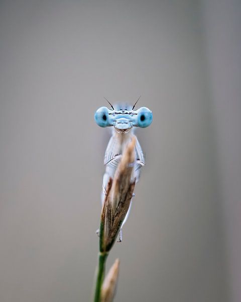 Nahaufnahme der Augen einer Quelljungfer (Porträt) von Tim Emmerzaal