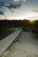 Houten vlonder in de natuur