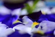 The essence of, violets van Mirjam van Vooren thumbnail