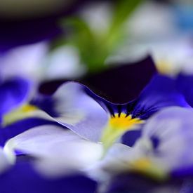 The essence of, violets sur Mirjam van Vooren