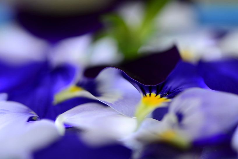 The essence of, violets van Mirjam van Vooren