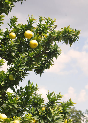 Vintage Orange – Orange tree photography in summer