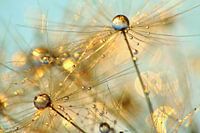 Pusteblume Goldschimmer