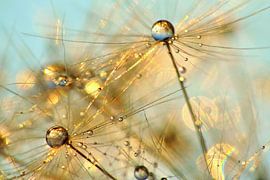 Dandelion Gold Shimmer by Julia Delgado