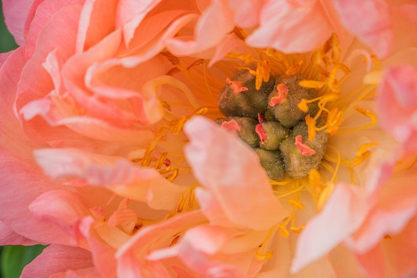 Peony Coral Sunset by Mixed media vector arts