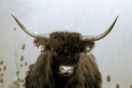 Scottish Highlander by Bart van Mastrigt