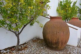 Jars and citrus tree Portugal