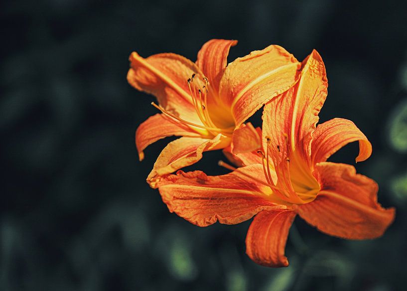 Zwei bunte orange blühende Lilien von Wildlife Designs