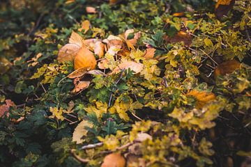 Herfst 2018 van Stefan Lucassen