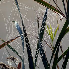 Planten in de ochtend mist met dauw op spinnenweb van Trinet Uzun