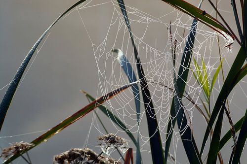 Les plantes dans le brouillard du matin avec la rosée sur la toile d'araignée