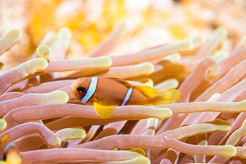 Clown vis, Rode Zee, Egypte