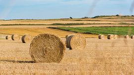 Heuballen auf dem Gebiet bei Cap Gris-Nez, Frankreich von Mike Maes
