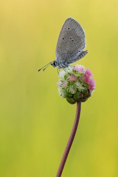 Zwerg-Bläuling auf Kleiner Wiesenknopf von Francois Debets