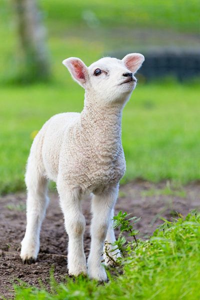 Newborn white lamb standing in green meadow in spring by Ben Schonewille