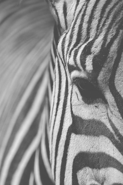 Zebra zwart-wit detail dier oogcontact van Jeantina Lensen-Jansen