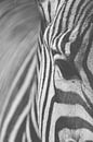 Zebra zwart-wit detail dier oogcontact van Jeantina Lensen-Jansen thumbnail