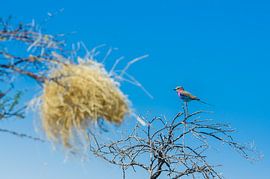 brightly colored bird with tight blue sky by Kirstin Kraaijveld