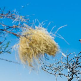 bunter Vogel mit strahlend blauem Himmel von Kirstin Kraaijveld