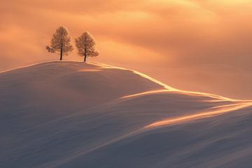 Sneeuw, bomen, ochtendzon van fernlichtsicht