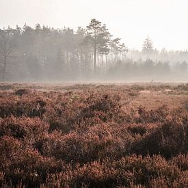Bei einem Spaziergang durch die Veluwe dieser wunderschöne Anblick mit Nebel und Heide, Niederlande von Koen Lipman