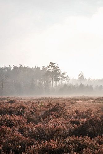 En me promenant dans la Veluwe, j'ai admiré cette magnifique vue sur la brume et la lande, aux Pays-Bas