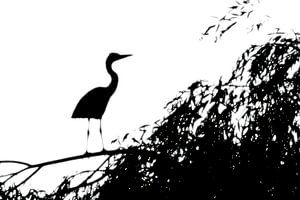 Reiher im Abendlicht
