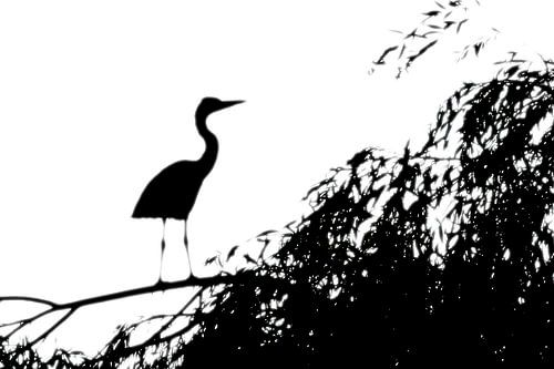 Reiher im Abendlicht