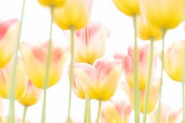 Red/yellow soft tulips in spring. by Ron van der Stappen