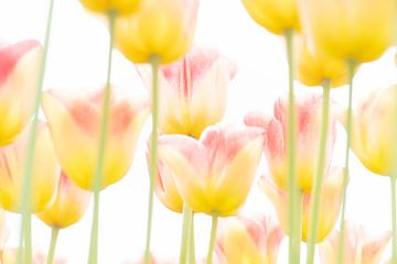 Rote/gelbe zarte Tulpen im Frühjahr. von Ron van der Stappen