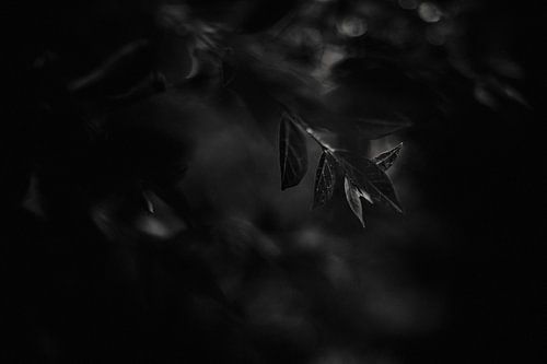 Lowkey beeld, blaadjes in zwart-wit
