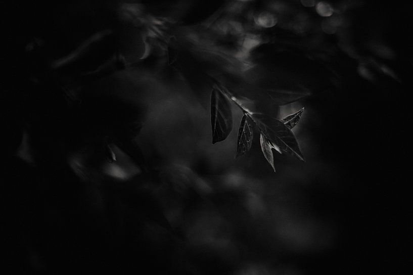 Lowkey image, leaves in black and white by wiebesietze